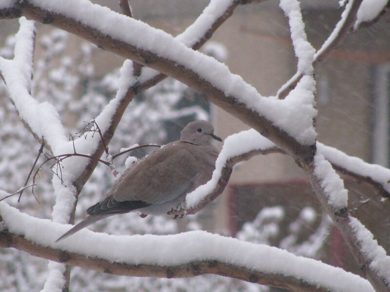 Dove on Snow-covered Branch — Brown