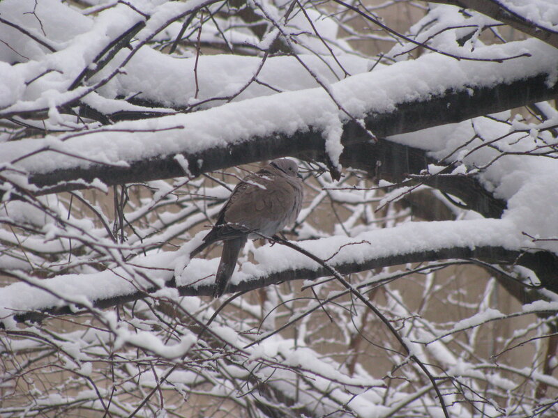 Dove on Snow-covered Branch