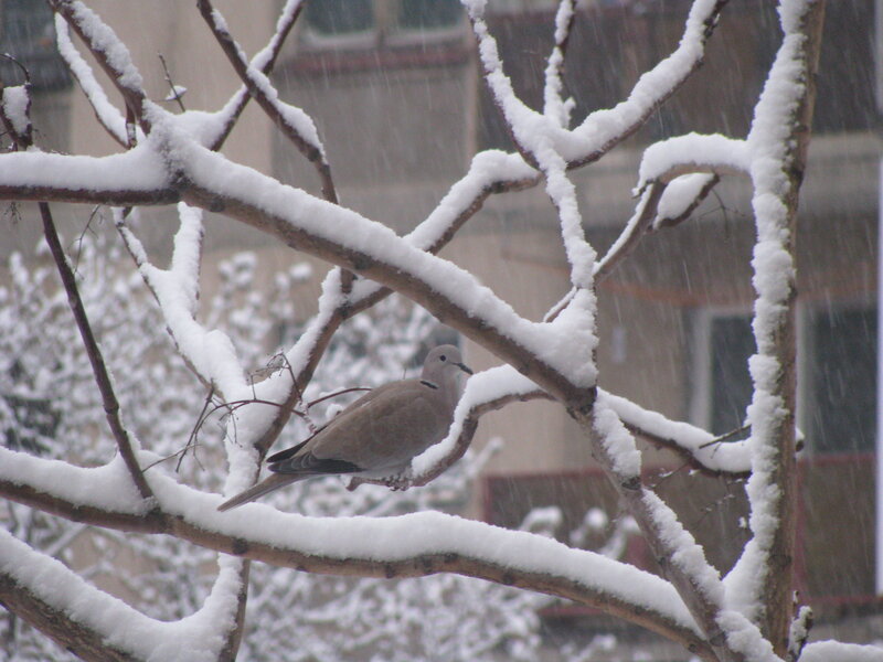 Dove on Snow-covered Branch — White, Calm