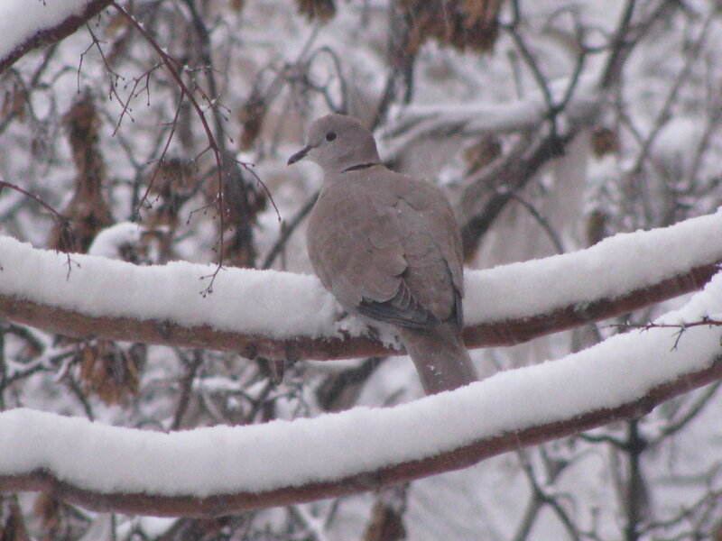 Dove on Snow-covered Branch — White, Calm, Winter