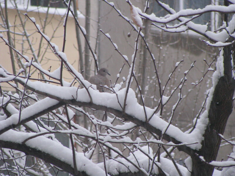 Dove on Snow-covered Branch — White