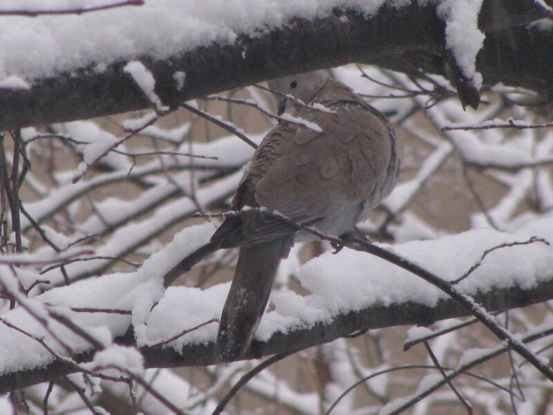 Dove on Snowy Branch