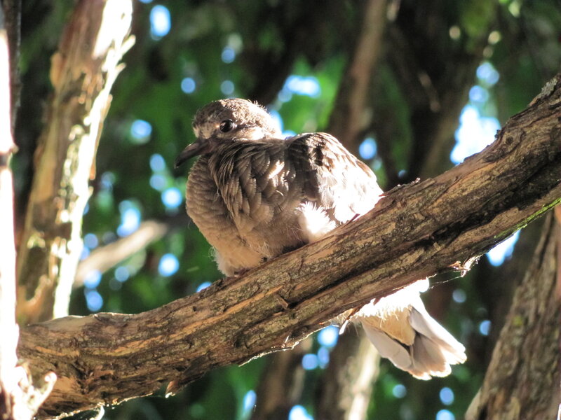 Dove on Tree Branch — Brown, Serene