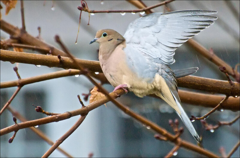 Dove on Tree Branch — Brown