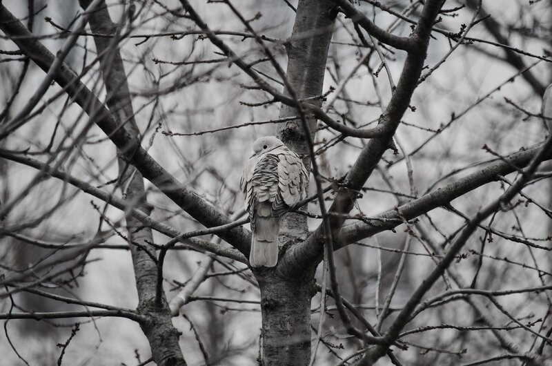 Dove on Tree Branch — Gray