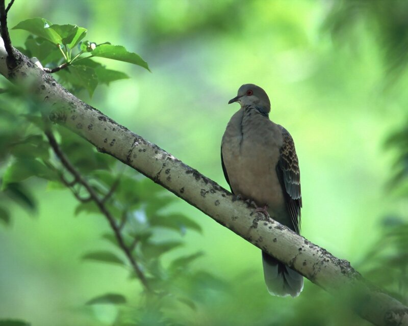 Dove on Tree Branch — Green, Serene