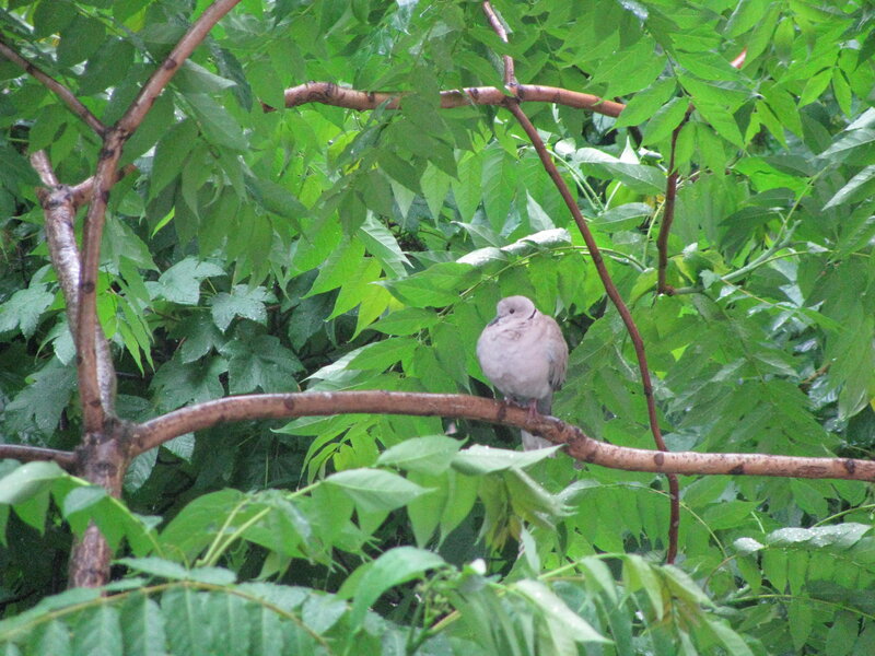 Dove on Tree Branch