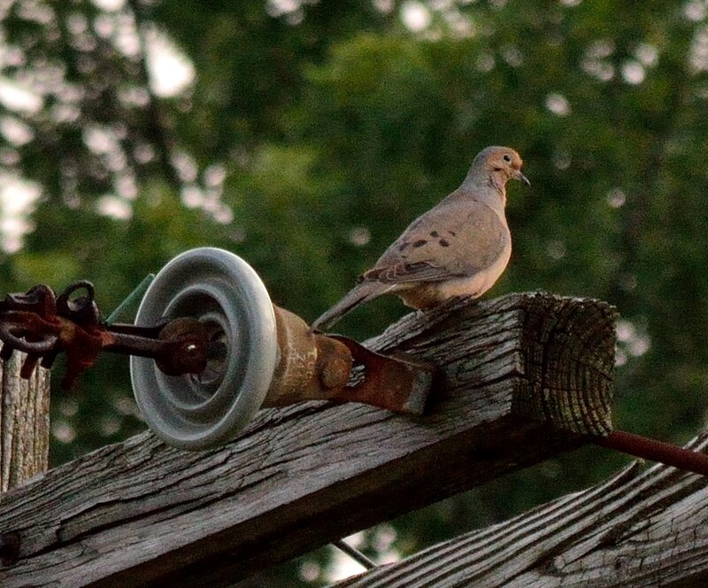 Dove on Wooden Beam