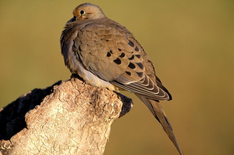 dove perched on a branch
