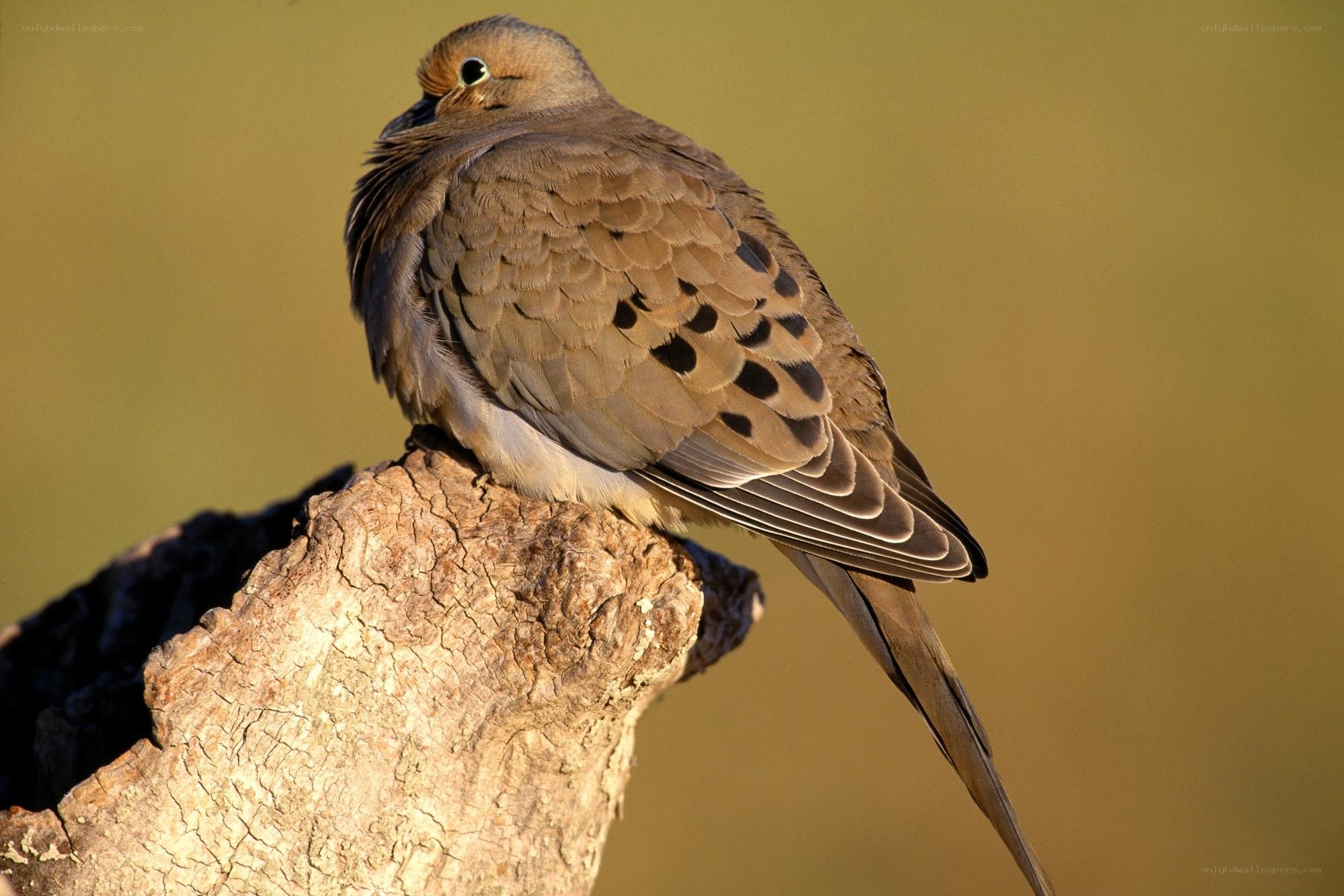 dove perched on a branch