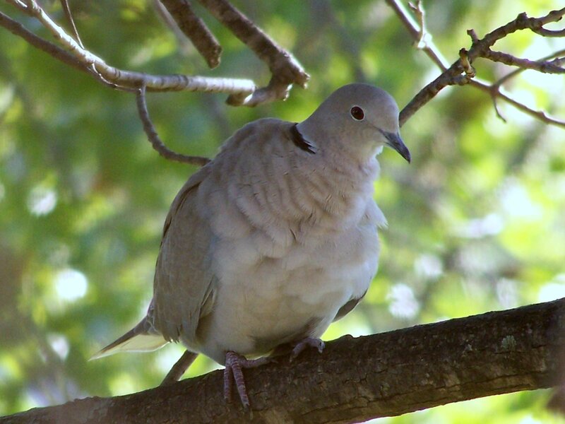 dove perched on a branch