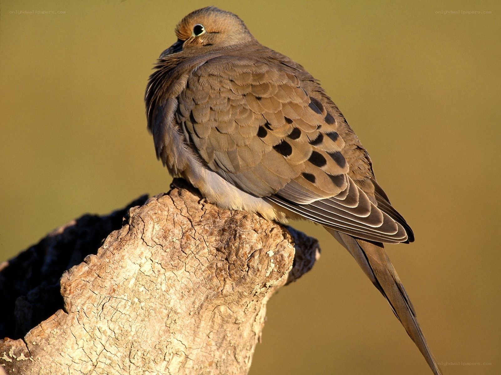 dove perched on a branch