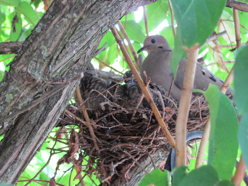 Dove with Chicks in Nest — Green