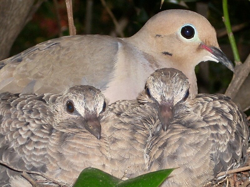 Dove with chicks in nest