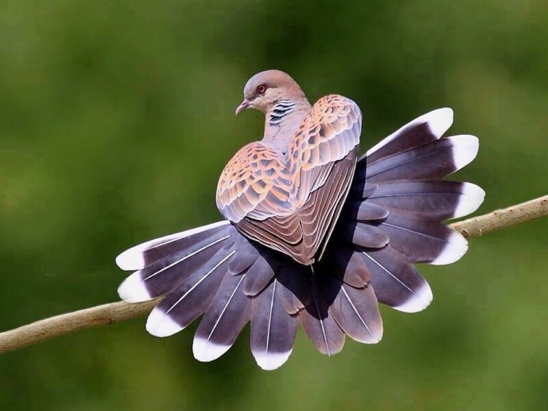 Dove with Fanned Tail — Brown