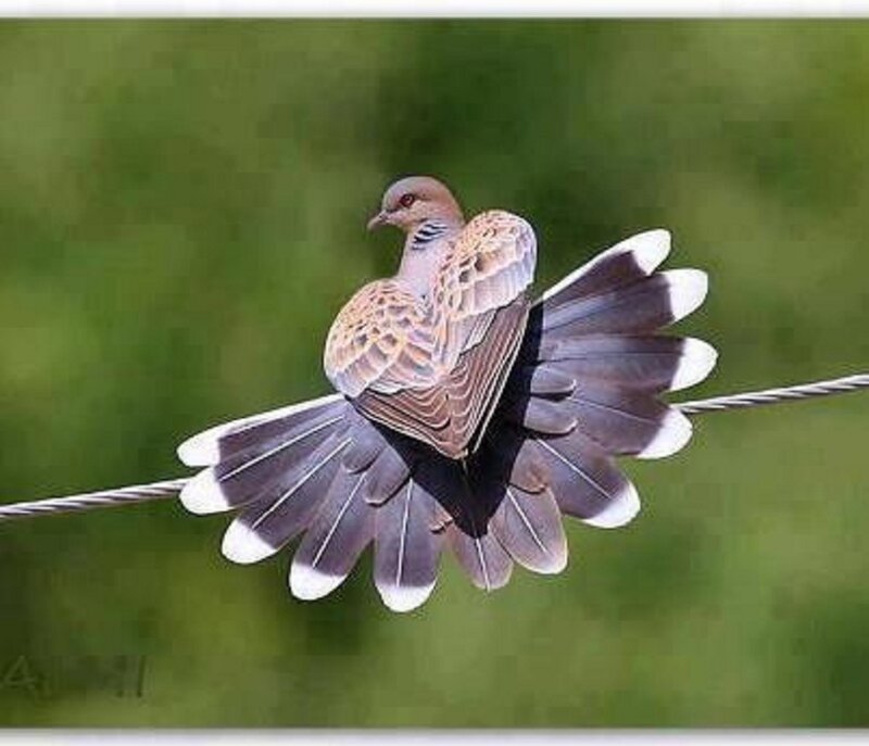 Dove with Fanned Tail