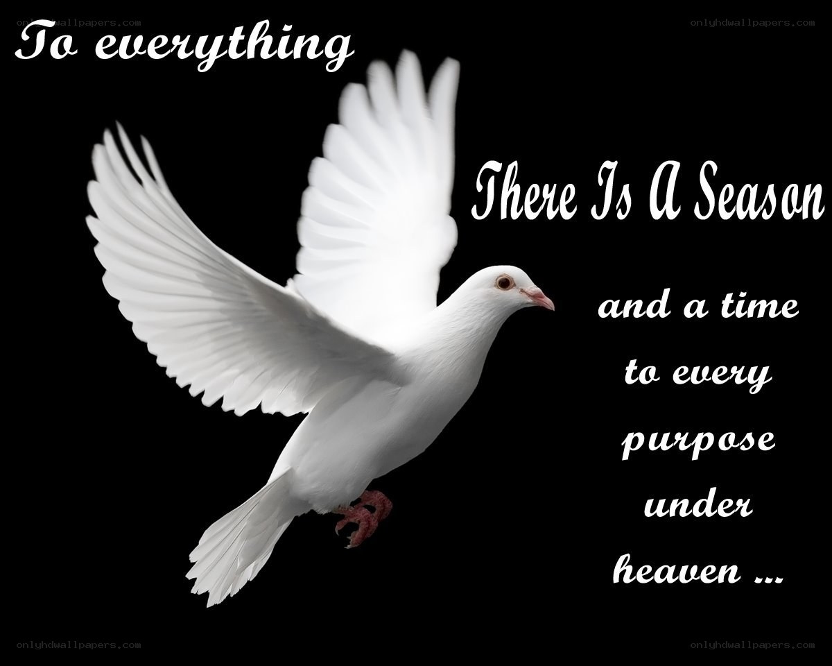 dove with quote
