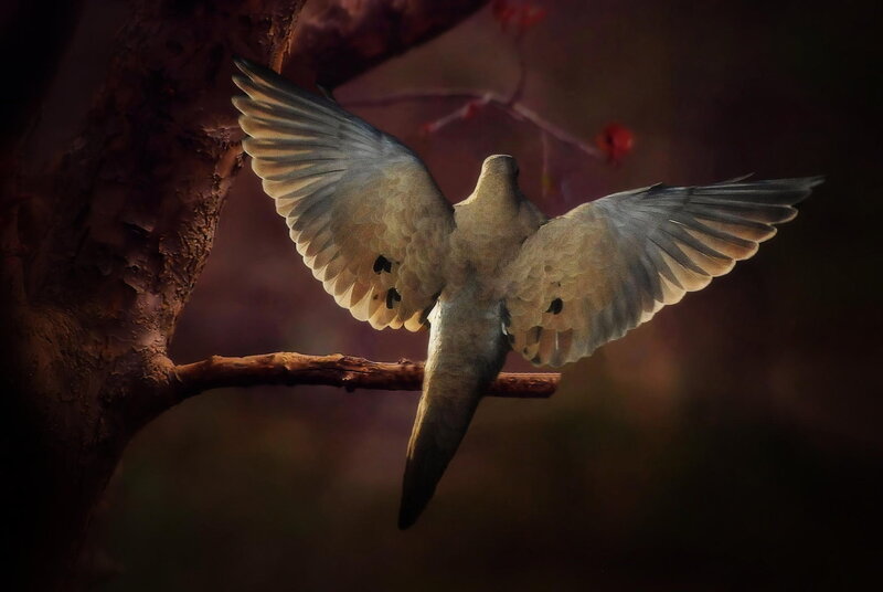 Dove with Spread Wings