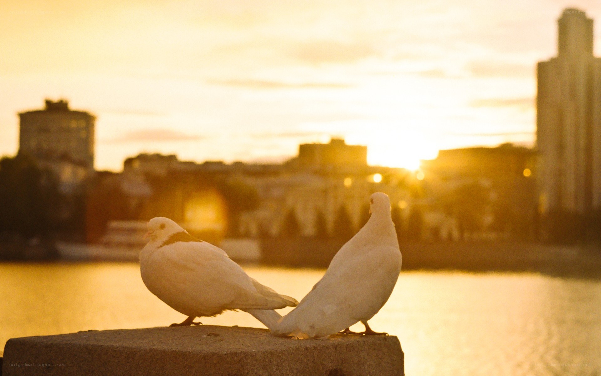 Doves at sunset by the water