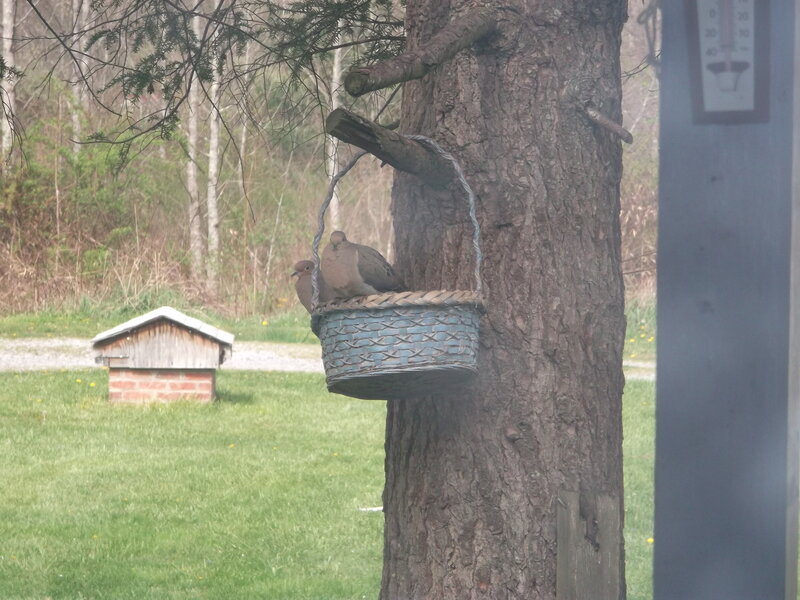 Doves in Basket