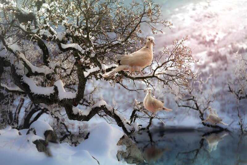 Doves on Snowy Branches