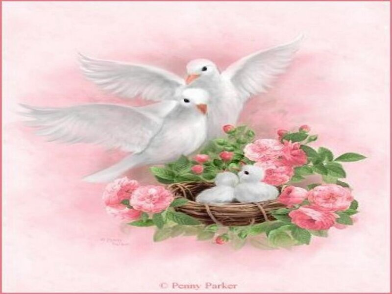 Doves with nest of chicks