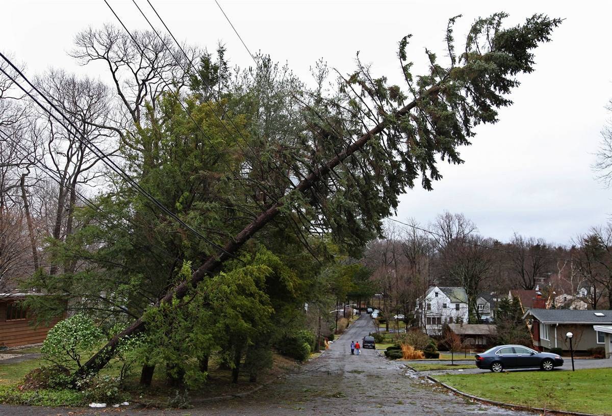 Downed tree blocks residential street