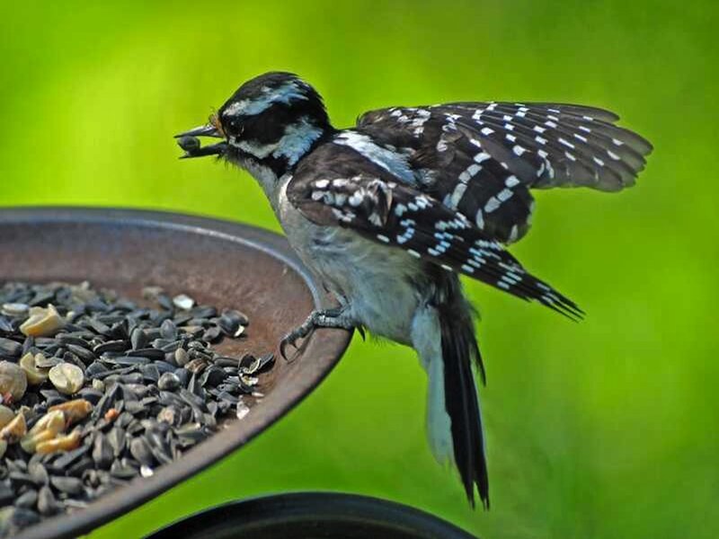 Downy Woodpecker at Feeder