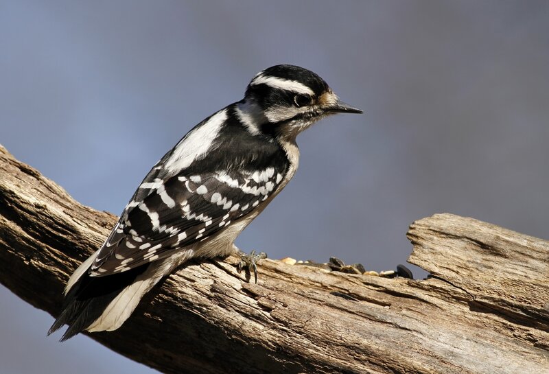 Downy woodpecker on a branch