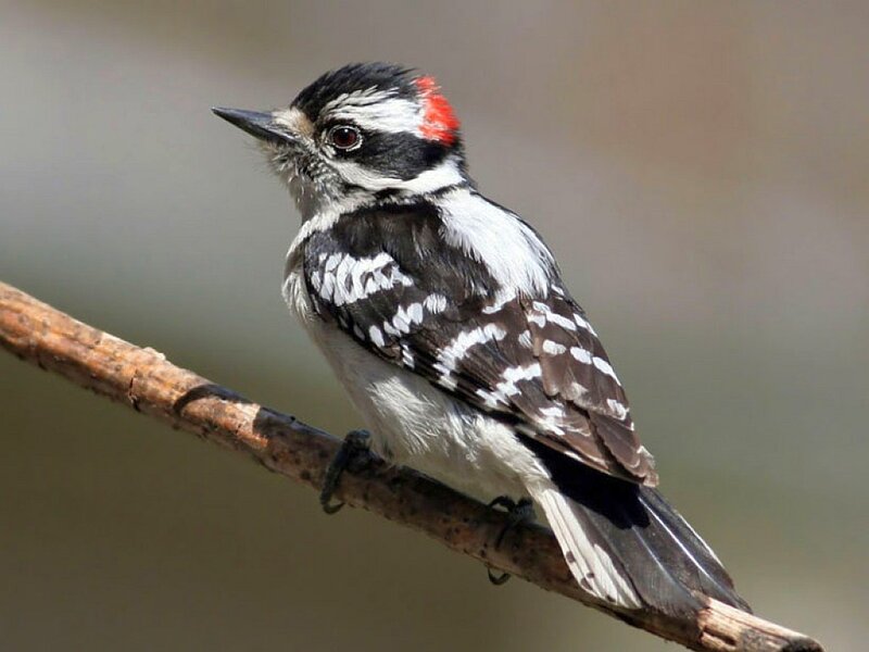 Downy woodpecker on a branch