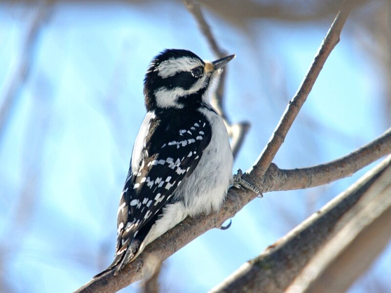 downy woodpecker on a branch