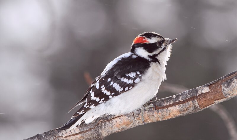 Downy woodpecker on a branch