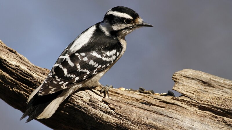 downy woodpecker on branch
