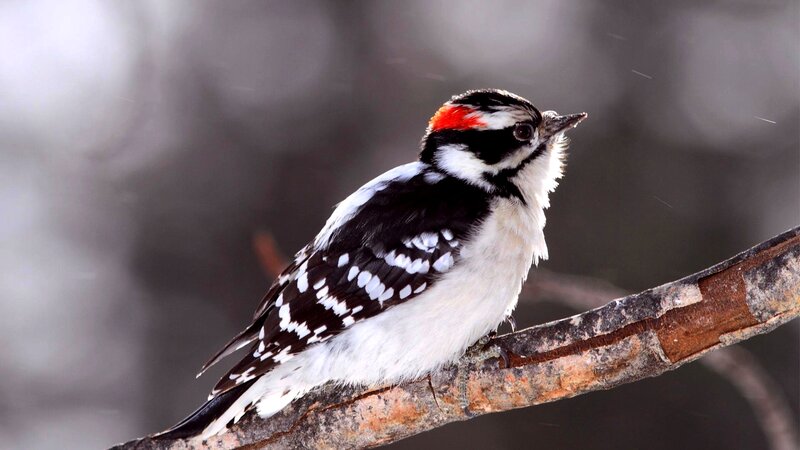 Downy Woodpecker on Branch — Black, Calm
