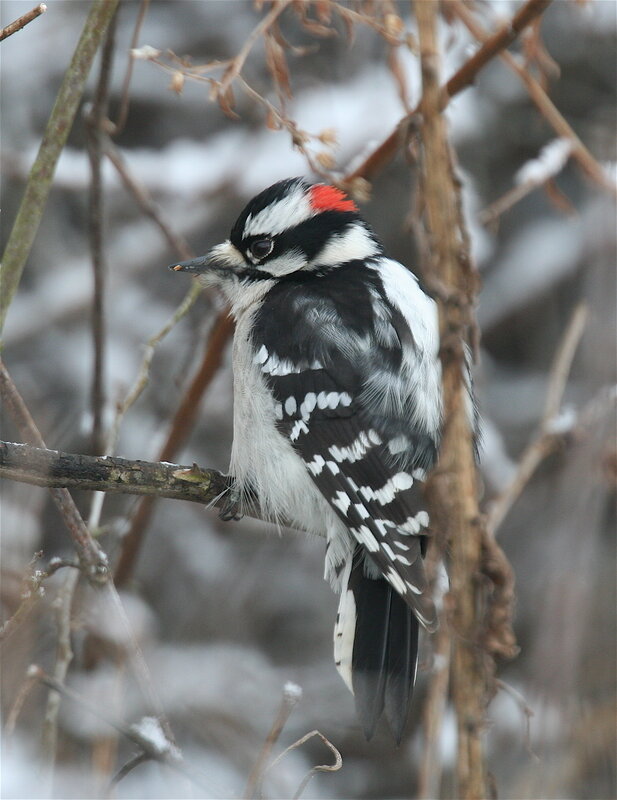 Downy Woodpecker on Branch — Black, Calm, Winter, Photograph, Snow, Trees