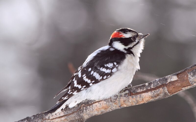 Downy Woodpecker on Branch — Black, Calm, Winter, Photograph