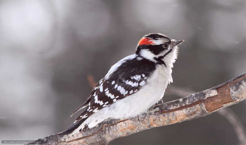 Downy Woodpecker on Branch — Black, Calm, Winter