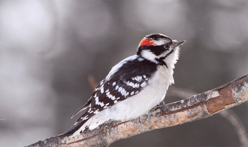 downy woodpecker on branch