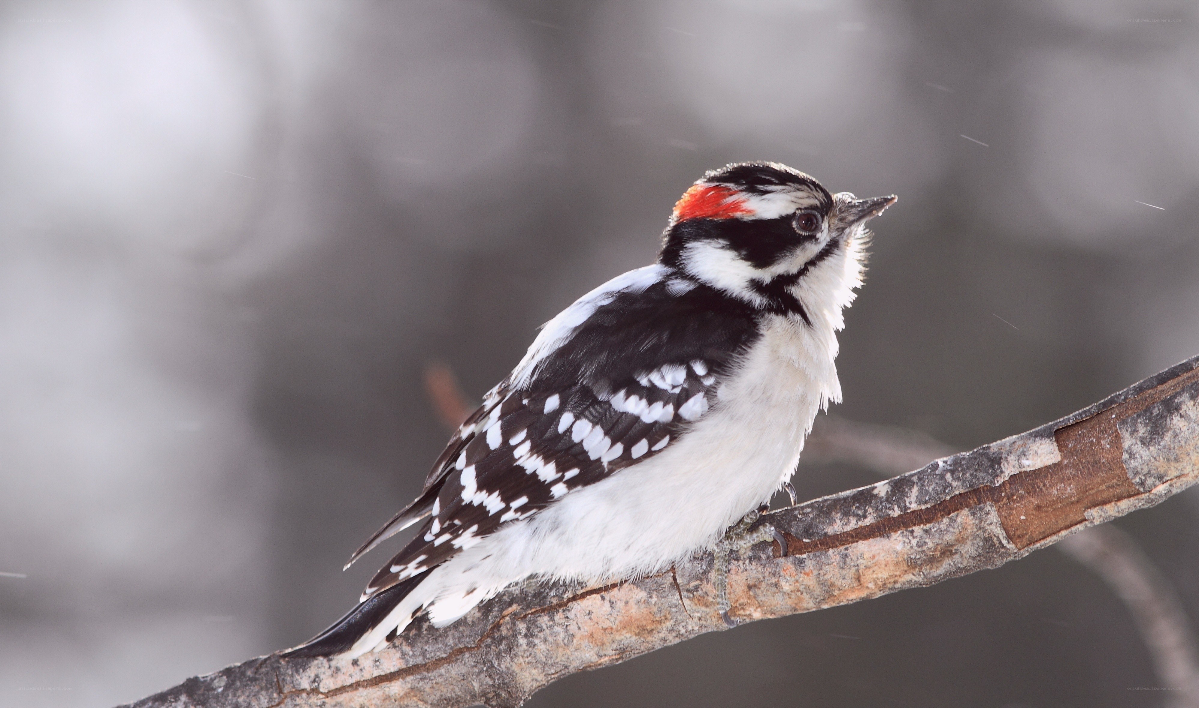 downy woodpecker on branch