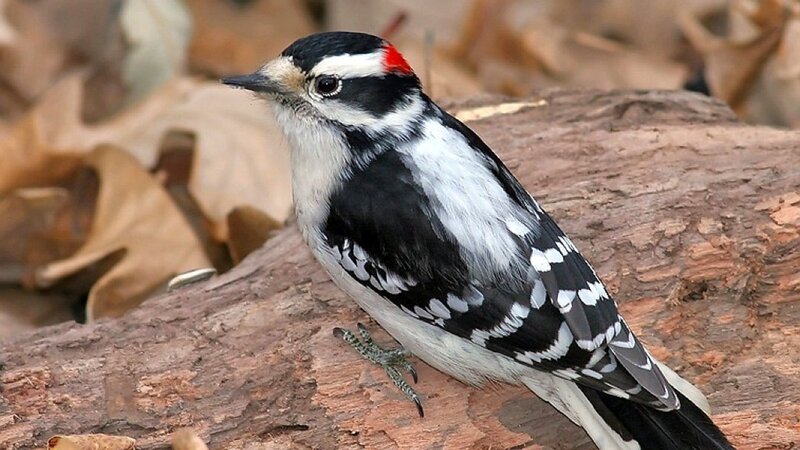Downy Woodpecker on Log — Black