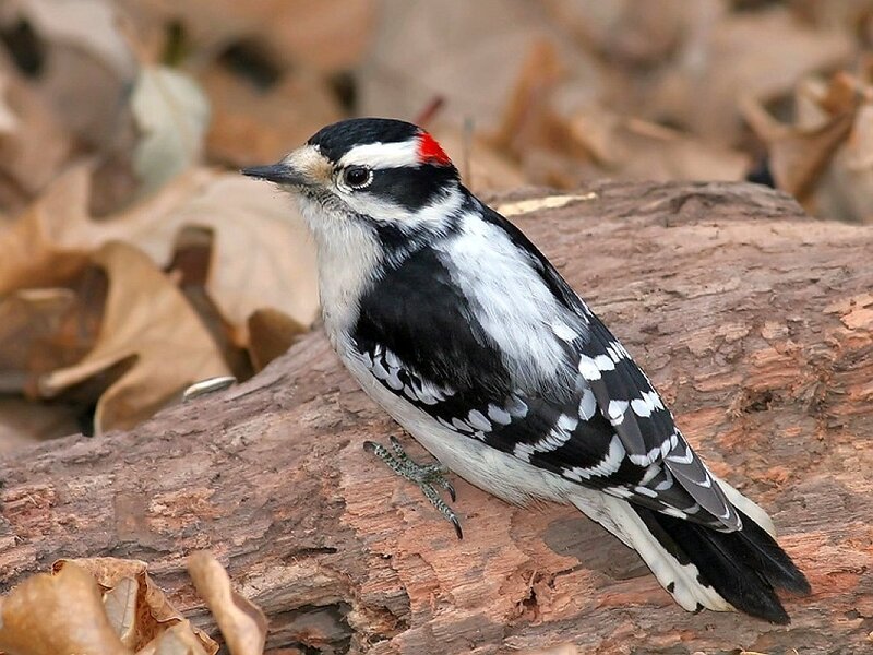 downy woodpecker on log