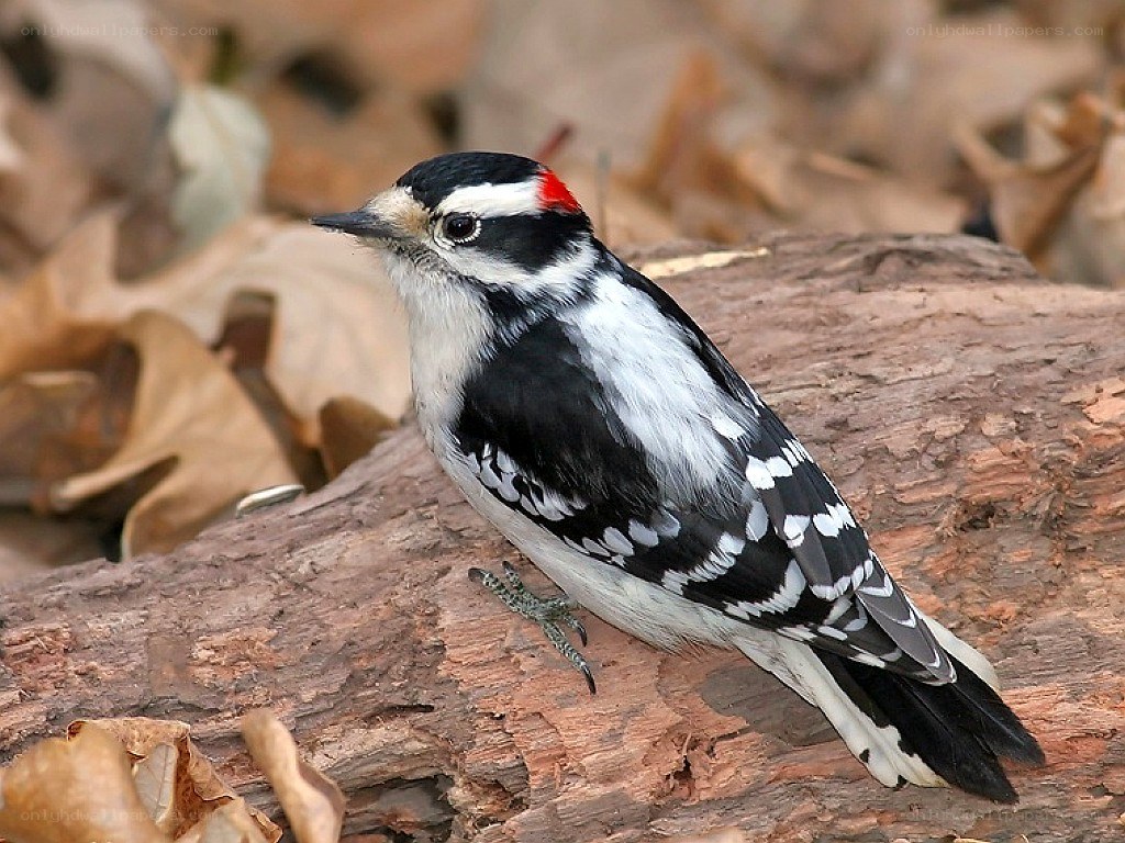 downy woodpecker on log