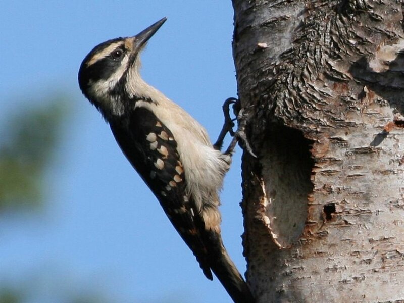 Downy Woodpecker on Tree — Blue