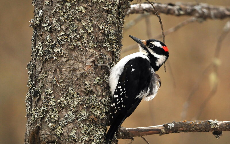Downy Woodpecker on Tree — Brown