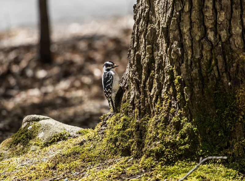 Downy Woodpecker on Tree — Green, Serene