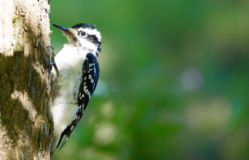 Downy Woodpecker on Tree — Green