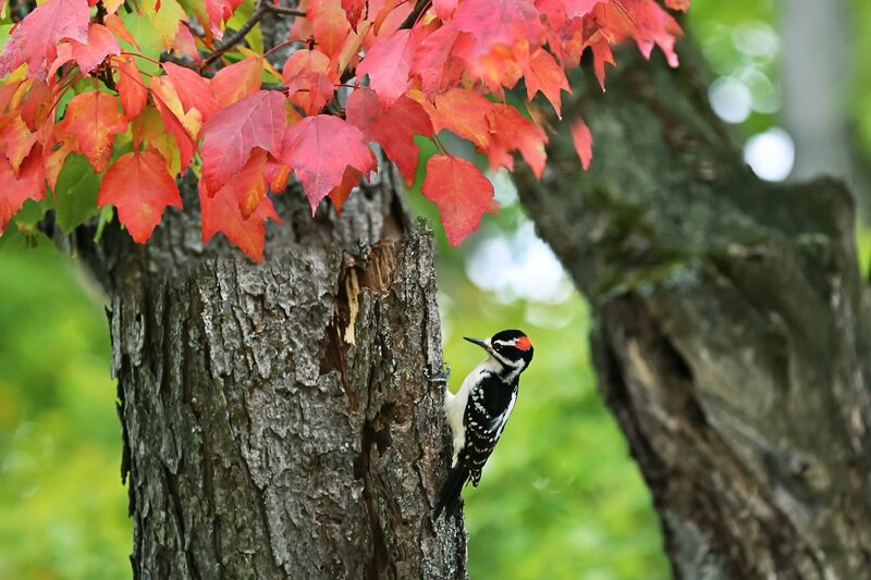 Downy Woodpecker on Tree — Red