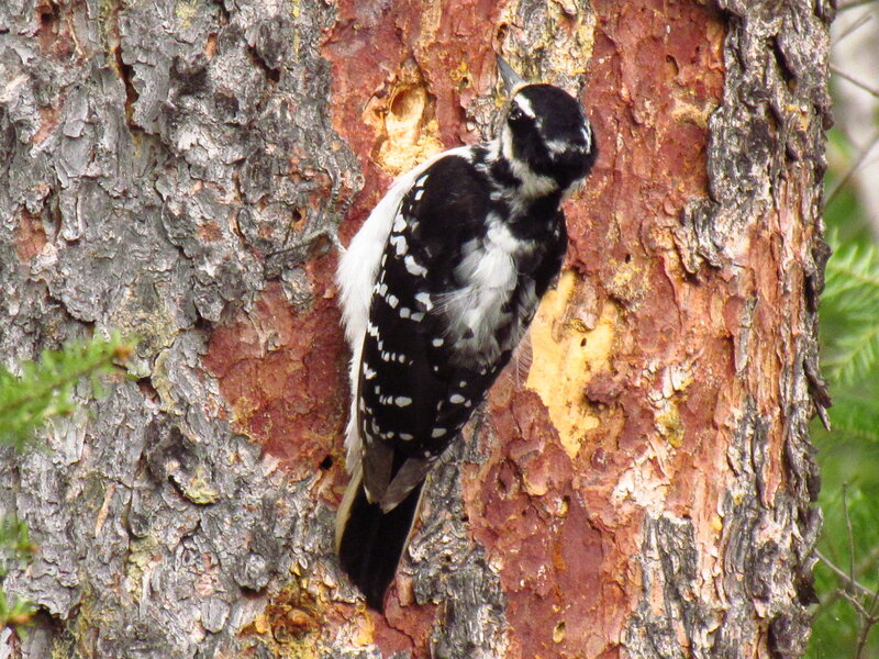 Downy Woodpecker on Tree