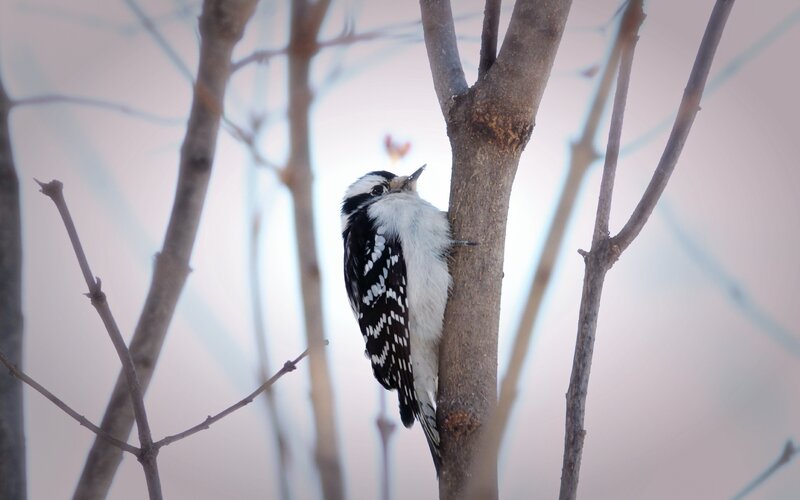 Downy Woodpecker on Tree — White