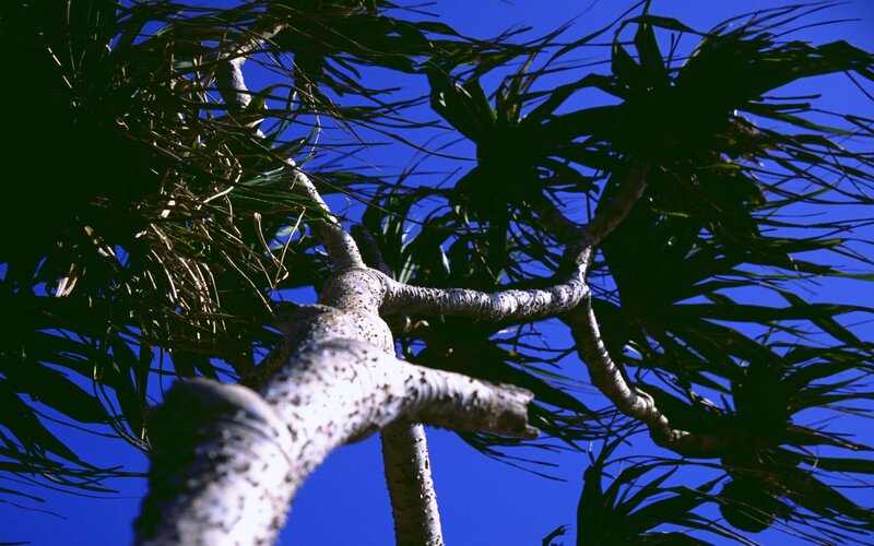 Dracaena Tree Branches